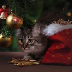 chat et sapin de noël