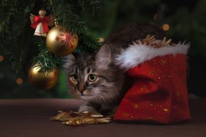 chat et sapin de noël