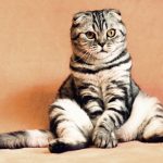chat importance stérilisation et castration