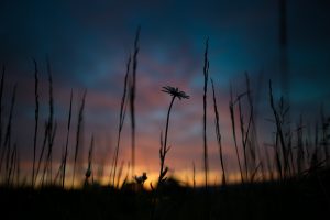 honorer la mémoire de son animal