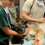 métier en lien avec les animaux