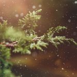 plantes noël toxiques pour animaux