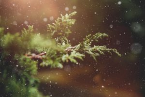 plantes noël toxiques pour animaux