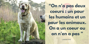 Doit-on avoir honte de soutenir les animaux ?