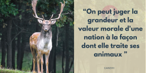 Doit-on avoir honte de soutenir les animaux ?