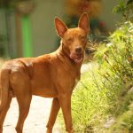 comportement indésirable chez le chien mâlea