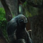 shutterstock interdit les photos de singes hors de leur milieu naturel