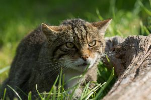 chat sauvage d'écosse