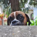 chien mauvais comportement à ne pas encourager