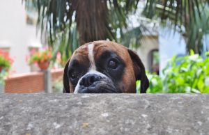 chien mauvais comportement à ne pas encourager
