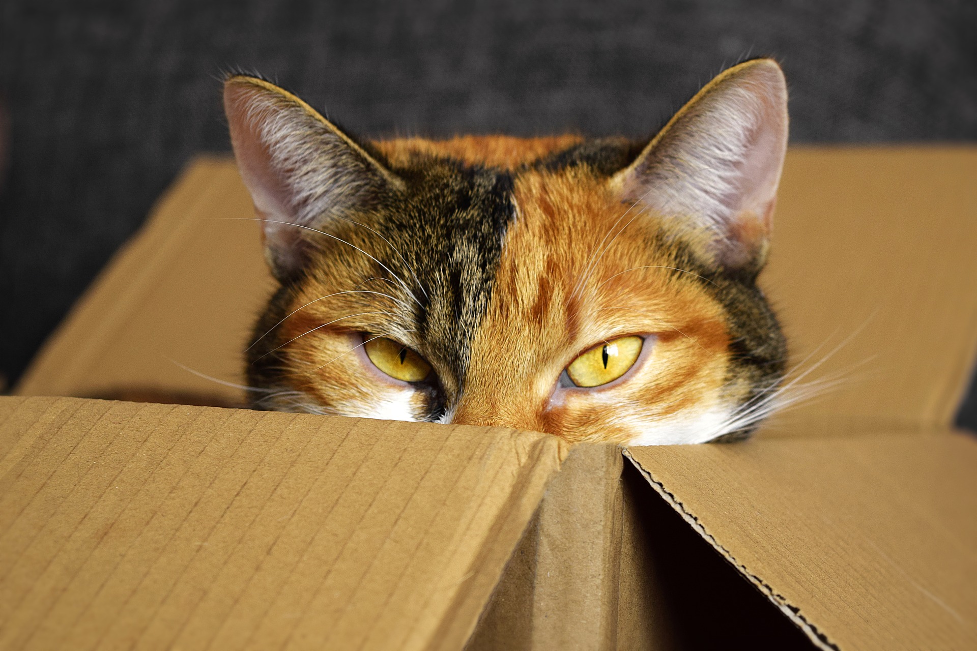 pourquoi les chats aiment les cartons