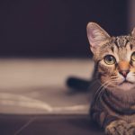 pourquoi mon chat me reveille