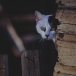 comment approcher un chat errant