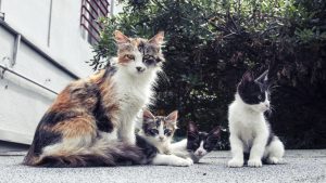 que faire quand on trouve une portée de chatons