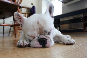 idées reçues sur les chiens