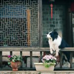 objets dangereux pour chien