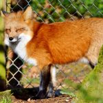 alternatives à la captivité des animaux