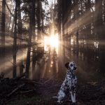 conseils promener chien nuit