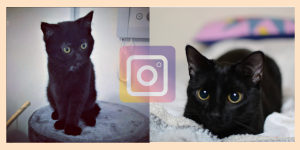 instagram sans croquettes fixes