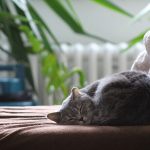 aménager l'espace pour son chat