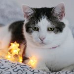 feliway