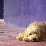 abandon des animaux de compagnies en France