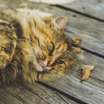 reconnaître les périodes de chaleur chez le chat
