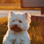 démence chez le chien