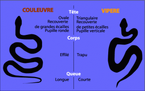 chien morsure serpent que faire