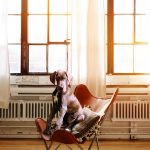 chien appartement bonne ou mauvaise idée