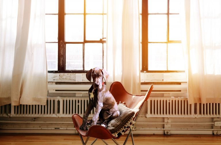 Adopter un chien en appartement bonne ou mauvaise idée