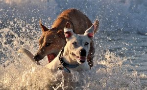 dangers de la plage pour les chiens
