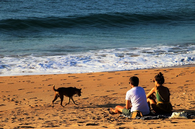 dangers de la plage pour les chiens