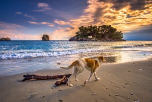 dangers de la plage pour les chiens