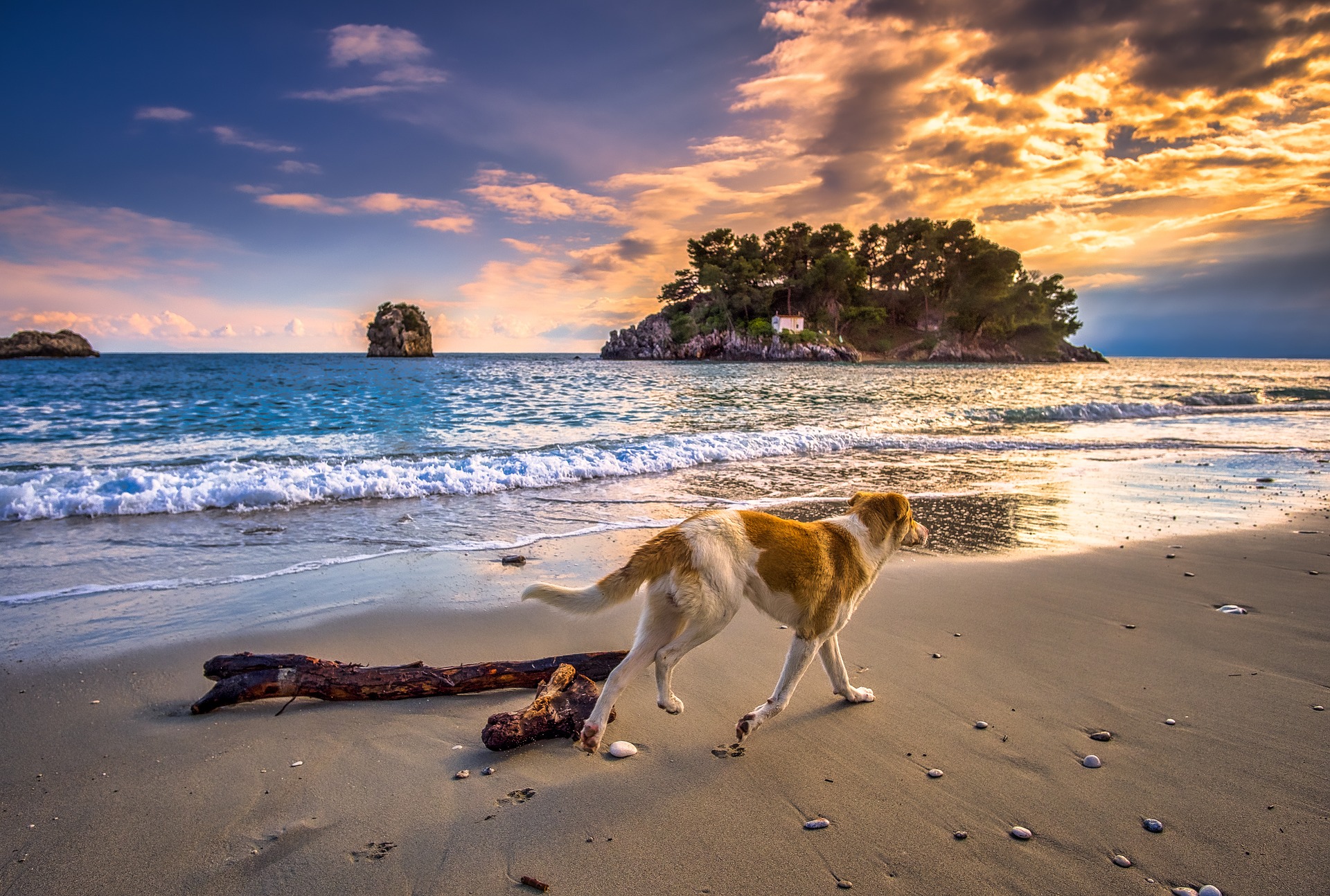 dangers de la plage pour les chiens
