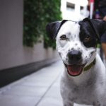 chiot importance éducateur canin