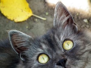 rassurer un chat peureux