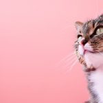 couleur chat et caractère