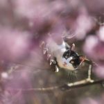 rassurer un chat peureux
