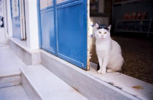 éducation positive pour chat