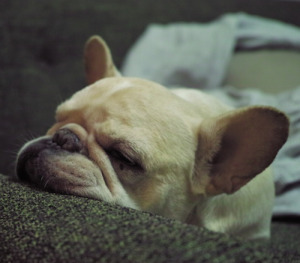 Chien et chat abattu après un coup de chaleur