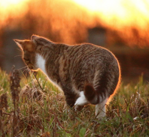 les animaux face aux coups de chaleur