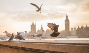 Comment aider les oiseaux pendant la canicule