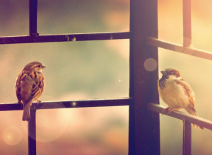 La canicule est particulièrement dangereuse pour les oiseaux