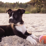 Protéger les coussinets de son chien pendant l'été
