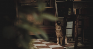 les différents symptômes des coups de chaleur chez les chiens et les chats