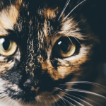 Qu'est-ce que la communication animale et à quoi ça sert ?