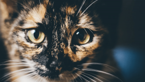 Qu'est-ce que la communication animale et à quoi ça sert ?