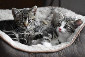 la vente de chatons sera interdite en animalerie grâce à la loi de lutte contre la maltraitance animale