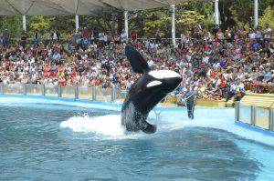 Spectacle d'orque dans un delphinarium
